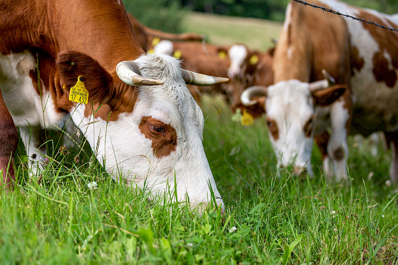 Landwirtschaft
