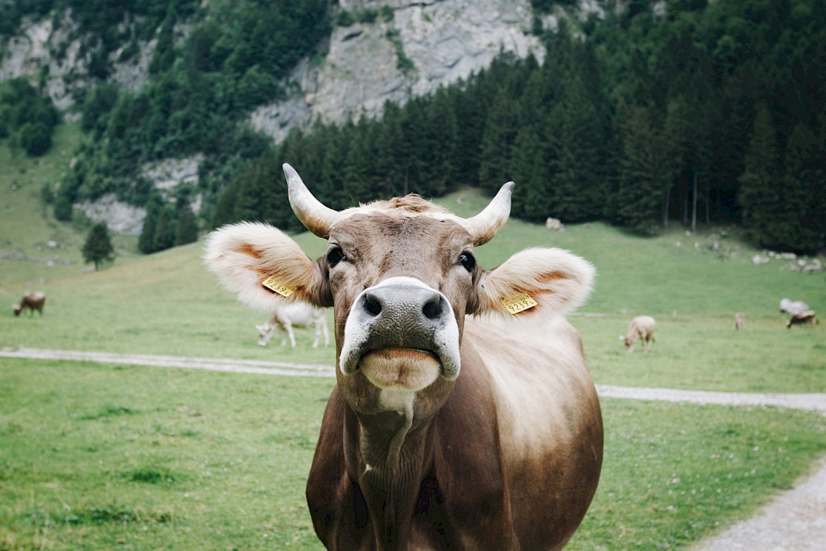 Erweiterte Produktpalette: Vegane Wurstvarianten ab sofort erhältlich